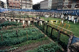 Photo:Community garden with vegetables
